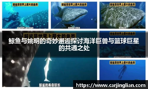 鲸鱼与姚明的奇妙邂逅探讨海洋巨兽与篮球巨星的共通之处